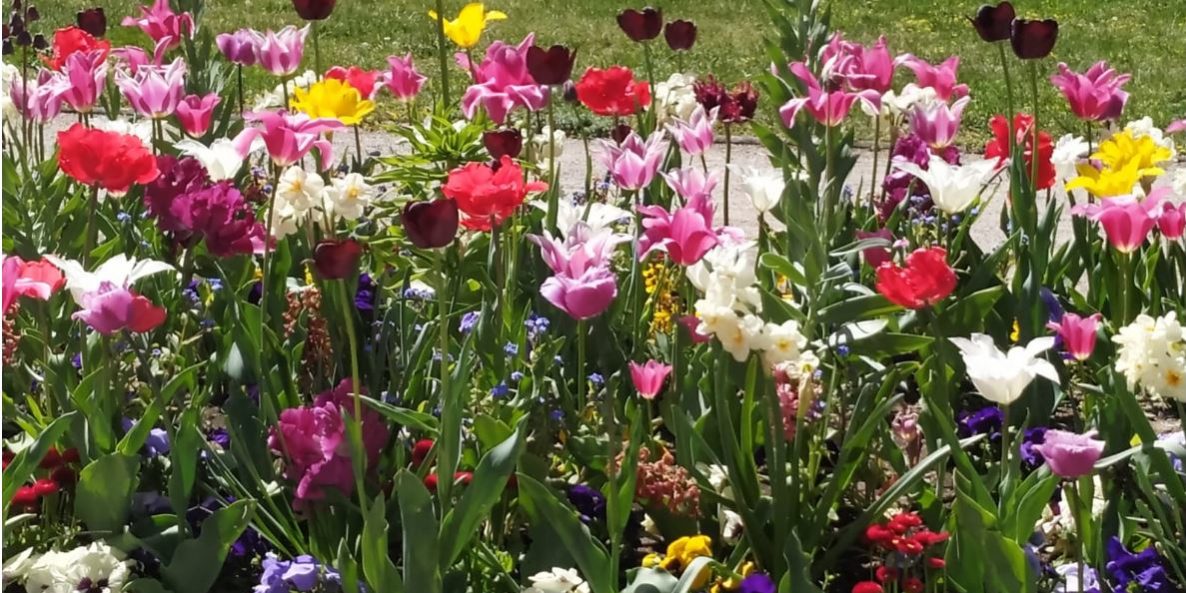 blumen1
